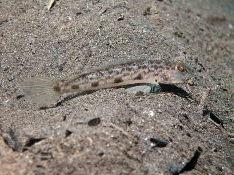 Acentrogobius cenderawasih Cenderawasih Goby