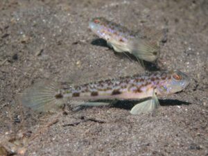 Acentrogobius cenderawasih Cenderawasih Goby