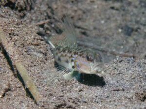 Acentrogobius cenderawasih Cenderawasih Goby