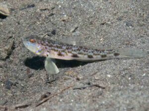 Acentrogobius cenderawasih Cenderawasih Goby