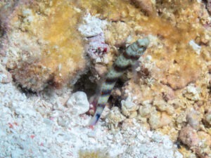 Amblyeleotris fasciatus Redbanded Shrimpgoby