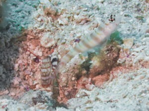 Amblyeleotris ogasawarensis Redspotted Shrimpgoby with Tiger Shrimp Alpheus bellulus