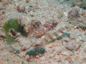 Amblyeleotris periophthalma Broadbanded Shrimpgoby with Tiger Shrimp Alpheus bellulus