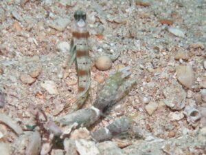 Amblyeleotris rubrimarginata with Black-sided Snapping Shrimp, Alpheus cf djeddensis