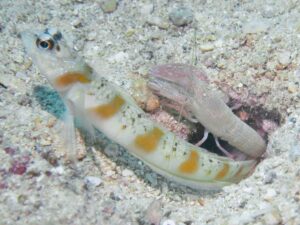 Amblyeleotris rubrimarginata with Pink Pyjama Snapping Shrimp, Alpheus ochrostriatus