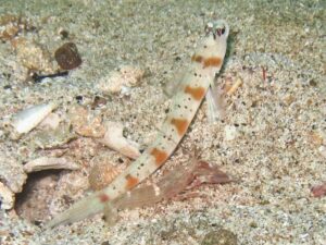 Amblyeleotris rubrimarginata with Red Pyjama Snapping Shrimp, Alpheus ochrostriatus