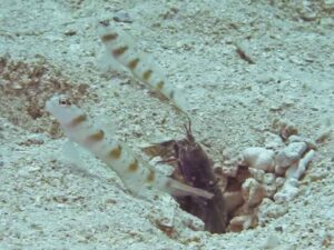 Amblyeleotris rubrimarginata with Red Snapping Shrimp, Alpheus species 9