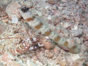 Amblyeleotris rubrimarginata with Tiger Snapping Shrimp, Alpheus bellulus