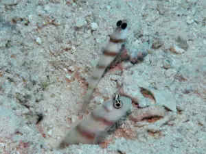 Amblyeleotris steinitzi Steinitz’s Shrimpgoby