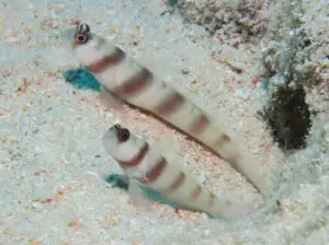 Amblyeleotris steinitzi Steinitz’s Shrimpgoby