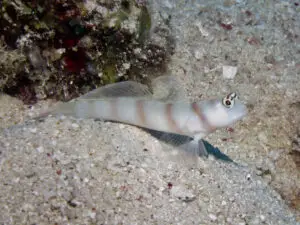 Amblyeleotris steinitzi Steinitz’s Shrimpgoby