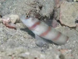 Amblyeleotris steinitzi Steinitz’s Shrimpgoby