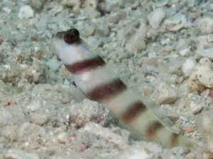 Amblyeleotris steinitzi Steinitz’s Shrimpgoby