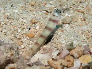 Amblyeleotris steinitzi Steinitz’s Shrimpgoby