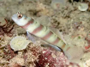 Amblyeleotris steinitzi Steinitz’s Shrimpgoby