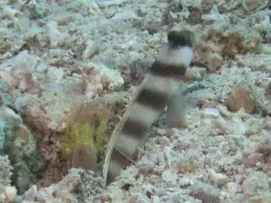 Amblyeleotris steinitzi Steinitz’s Shrimpgoby with Brown Pyjama Shrimp Alpheus ochrostriatus