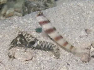 Amblyeleotris steinitzi Steinitz’s Shrimpgoby with Banded Shrimp Alpheus species 1