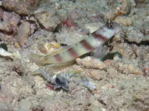 Amblyeleotris steinitzi Steinitz’s Shrimpgoby with Black-sided Shrimp Alpheus cf djeddensis