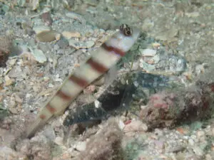 Amblyeleotris steinitzi Steinitz’s Shrimpgoby with Dark Marbled Shrimp Alpheus macellarius