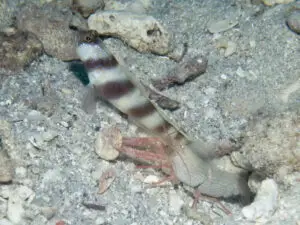 Amblyeleotris steinitzi Steinitz’s Shrimpgoby with Brown Pyjama Shrimp Alpheus ochrostriatus