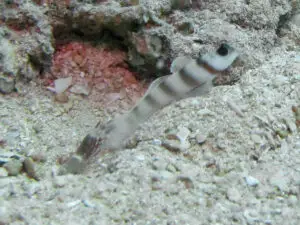 Amblyeleotris steinitzi Steinitz’s Shrimpgoby with Red Pyjama Shrimp Alpheus ochrostriatus