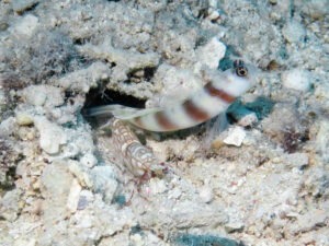 Amblyeleotris steinitzi Steinitz’s Shrimpgoby