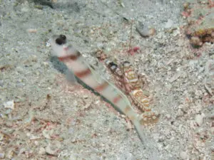 Amblyeleotris steinitzi Steinitz’s Shrimpgoby with Tiger Shrimp Alpheus bellulus