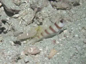 Amblyeleotris steinitzi Steinitz’s Shrimpgoby with Yellow Pyjama Shrimp Alpheus ochrostriatus