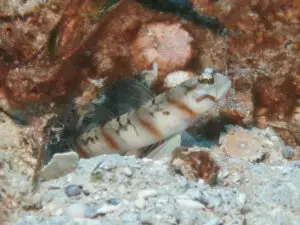 Amblyeleotris stenotaeniata Thinbar Shrimpgoby