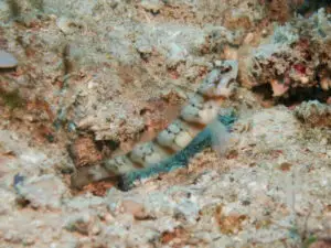 Amblyeleotris stenotaeniata Thinbar Shrimpgoby