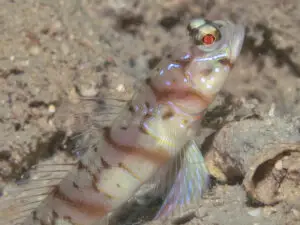 Amblyeleotris stenotaeniata Thinbar Shrimpgoby