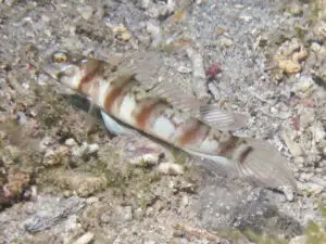 Amblyeleotris stenotaeniata Thinbar Shrimpgoby