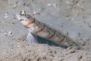 Amblyeleotris stenotaeniata Thinbar Shrimpgoby