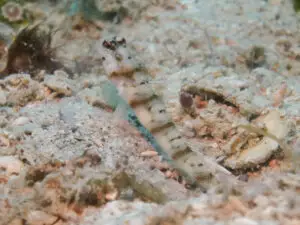 Amblyeleotris stenotaeniata Thinbar Shrimpgoby