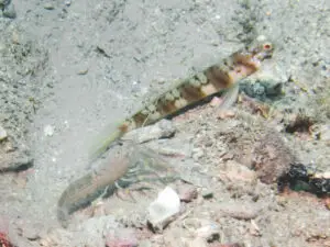 Amblyeleotris stenotaeniata Thinbar Shrimpgoby with Grey Shrimp Alpheus species 5