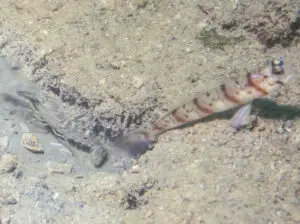 Amblyeleotris stenotaeniata Thinbar Shrimpgoby with Mottled Spot-tail Shrimp Alpheus species 7