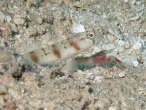 Amblyeleotris stenotaeniata Thinbar Shrimpgoby with Red Pyjama Shrimp Alpheus ochrostriatus