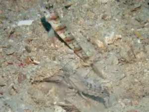 Amblyeleotris stenotaeniata Thinbar Shrimpgoby with Titan Shrimp Alpheus rapax