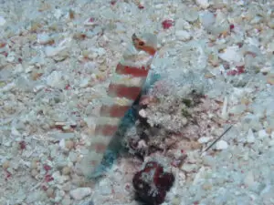 Amblyeleotris wheeleri Burgundy Shrimpgoby