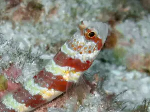 Amblyeleotris wheeleri Burgundy Shrimpgoby