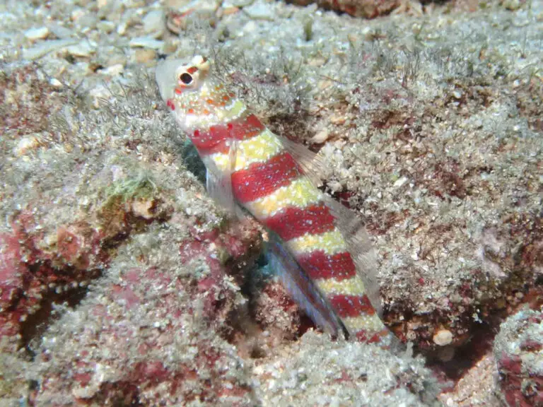 Amblyeleotris wheeleri Burgundy Shrimpgoby