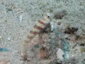 Amblyeleotris wheeleri Burgundy Shrimpgoby