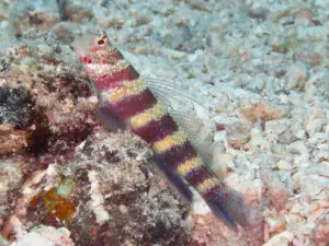 Amblyeleotris wheeleri Burgundy Shrimpgoby