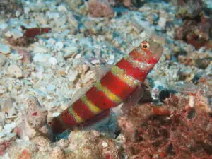 Amblyeleotris wheeleri Burgundy Shrimpgoby