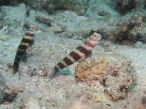 Amblyeleotris wheeleri Burgundy Shrimpgoby