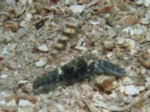 Amblyeleotris wheeleri Burgundy Shrimpgoby with Dark Marbled Shrimp Alpheus macellarius