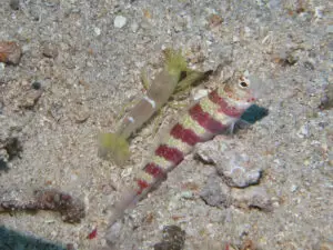 Amblyeleotris wheeleri Burgundy Shrimpgoby with Yellow Pyjama Shrimp Alpheus ochrostriatus