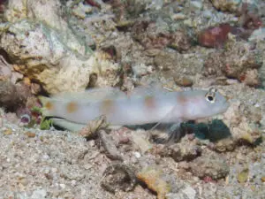 Amblyeleotris yanoi Flagtail Shrimpgoby