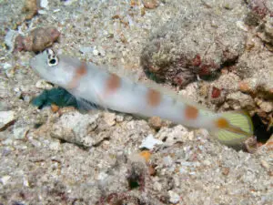 Amblyeleotris yanoi Flagtail Shrimpgoby