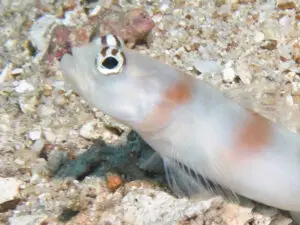 Amblyeleotris yanoi Flagtail Shrimpgoby